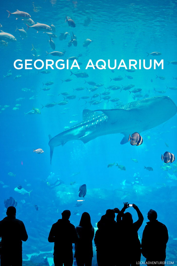 Atlanta Georgia Aquarium - Largest Aquarium in the Western Hemisphere // localadventurer.com