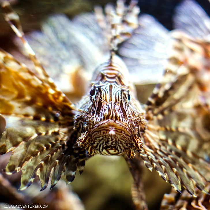 Georgia Aquarium Lionfish // localadventurer.com