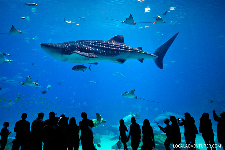 The Aquarium in Atlanta is the Second Largest Aquarium in the World // localadventurer.com