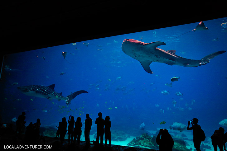 Georgia Aquarium Whale Sharks - Largest Aquarium in America // localadventurer.com
