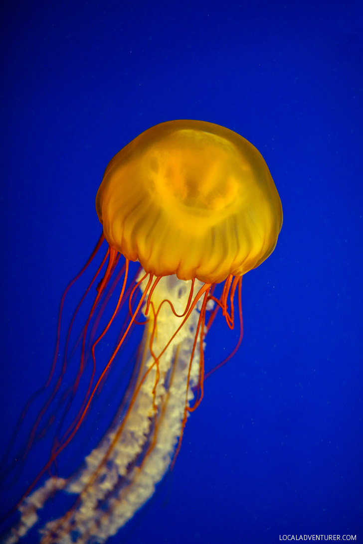 Pacific Sea Nettle Georgia Aquarium Atlanta // localadventurer.com