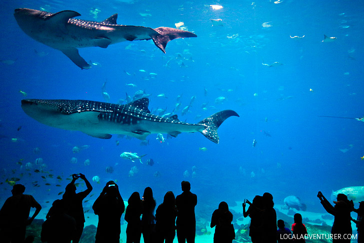 The Second Largest Aquarium in the World // localadventurer.com