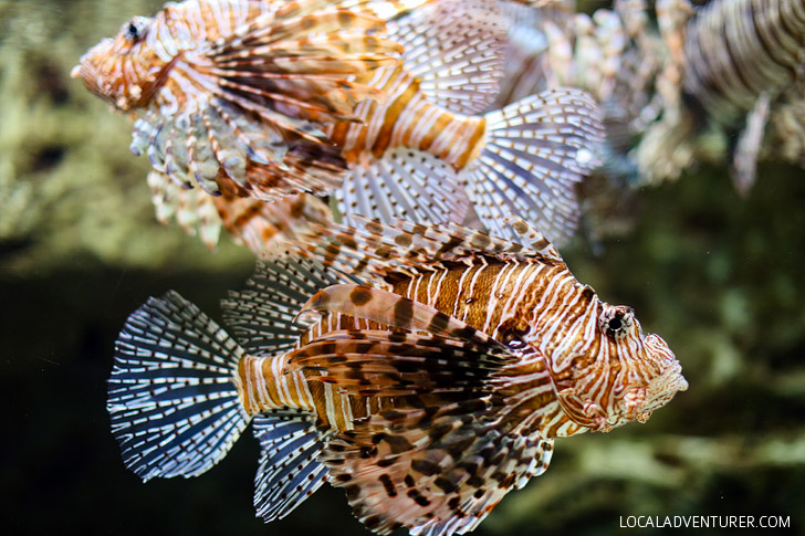 Lion Fish Georgia Aquarium - Second Largest Aquarium in the World // localadventurer.com