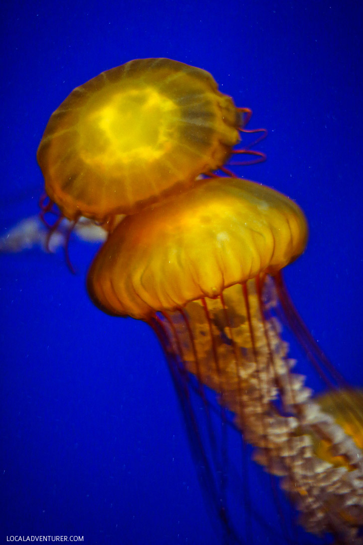 Pacific Sea Nettle Jellyfish Exhibit Georgia Aquarium Atlanta // localadventurer.com