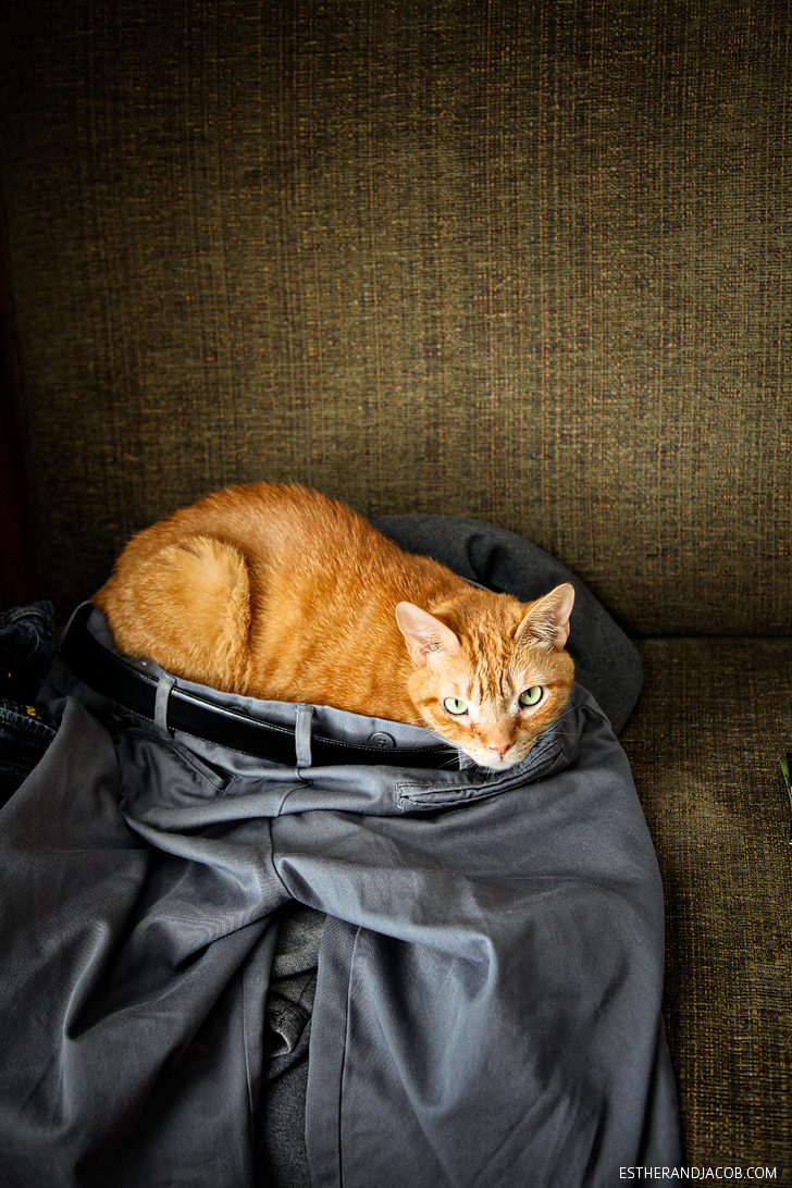 Orange Tabby Cat wearing pants | Funny Cat Photos.