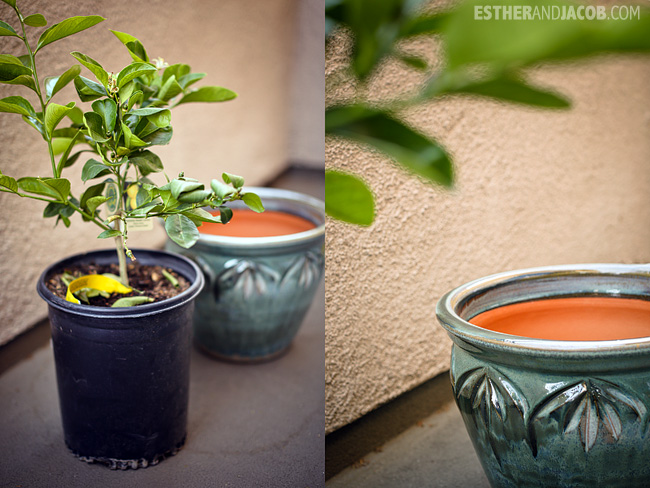 Urban Garden. Planting a lemon tree on our balcony. Arbor Day Citrus Tree: Dwarf Meyer Lemon Tree