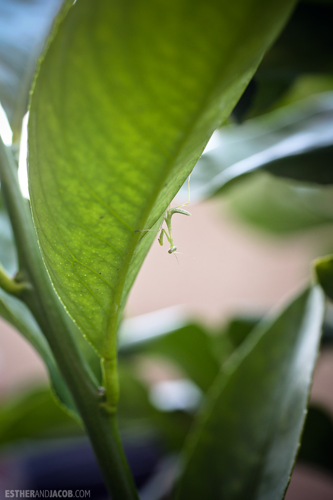 Urban Garden: Planting a lemon tree on our balcony. Praying Mantis Macro Photography