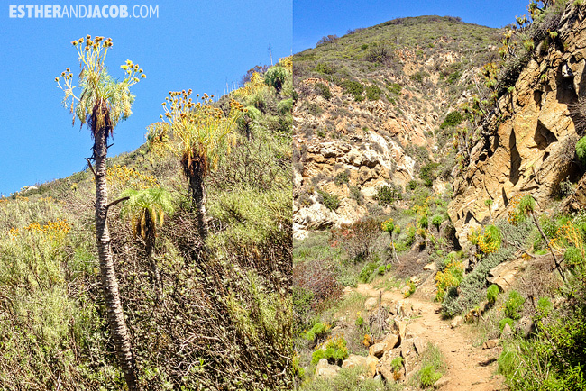 Parks in California: Point Mugu State Park Hiking Trails