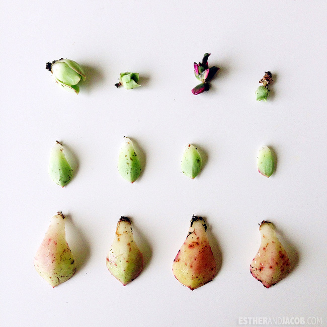 Urban Gardening. Propagating Succulents. growing succulents. succulent propagation. 