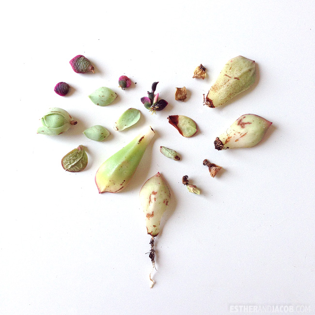 You are currently viewing Propagating Succulents | Urban Gardening