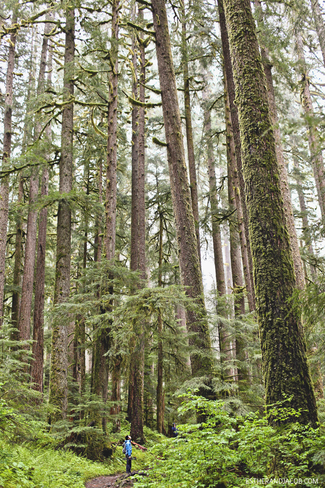 sol duc falls trail. sole duck falls. what to see in olympic national park washington. olympic national forest.