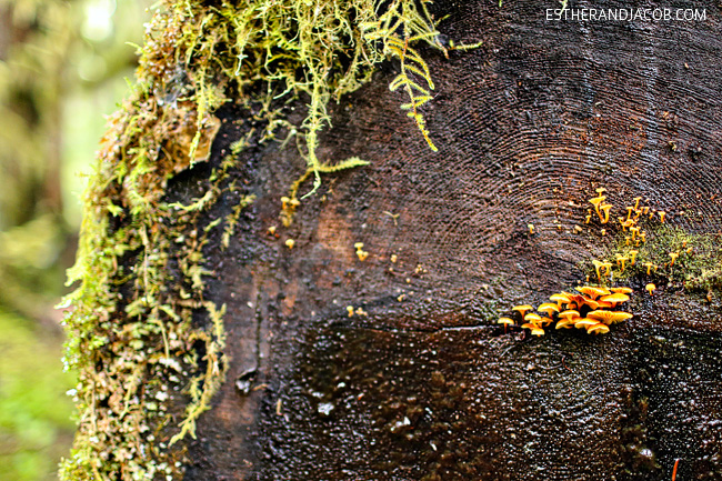 sol duc falls trail. sole duck falls. what to see in olympic national park washington. olympic national forest.