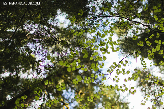 sol duc falls trail. sole duck falls. what to see in olympic national park. olympic national forest.