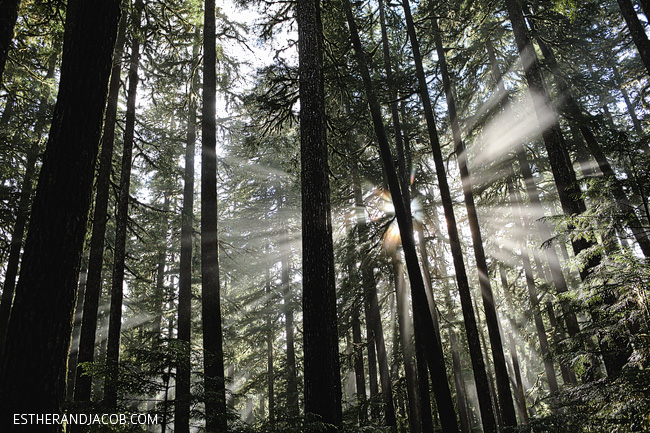 sol duc falls trail. sole duck falls. what to see in olympic national park washington. olympic national forest.