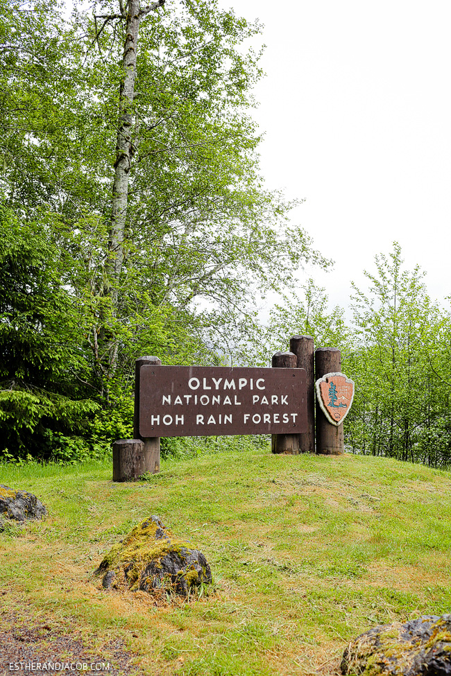 hiking in olympic national park entrance sign. hoh rain forest. the olympic rainforest. hoh river rainforest. olympia national park.