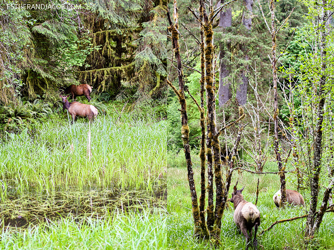 hiking in olympic national park wildlife. hoh rain forest. the olympic rainforest. hoh river rainforest. olympia national park.