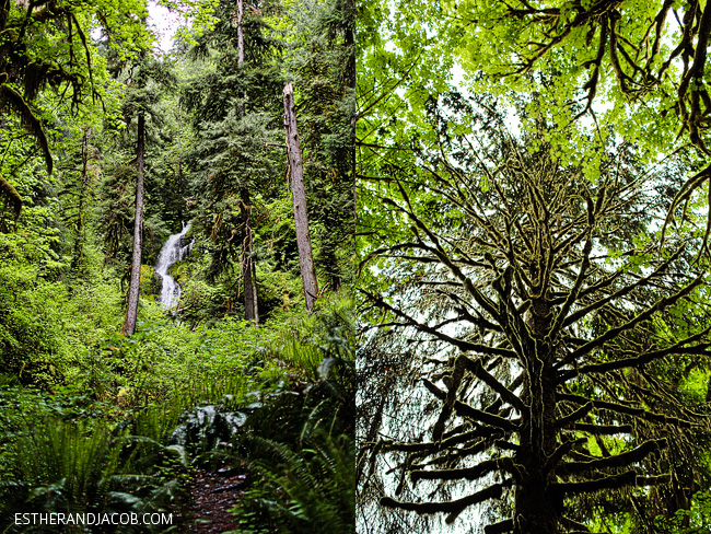 olympic national park waterfall. hoh rainforest trail waterfall. hoh rain forest. the olympic rainforest. hoh river rainforest. hoh rainforest washington. hiking olympic national park washington.