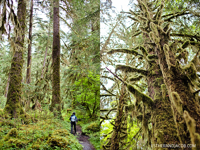 hoh rain forest. the olympic rain forest. hoh river rainforest. hoh rainforest washington. about olympic national park hiking trails.