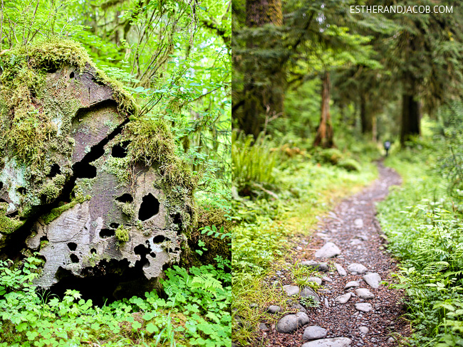 hoh rain forest. the olympic rain forest. hoh river rainforest. hoh rainforest washington. about olympic national park hiking trails.