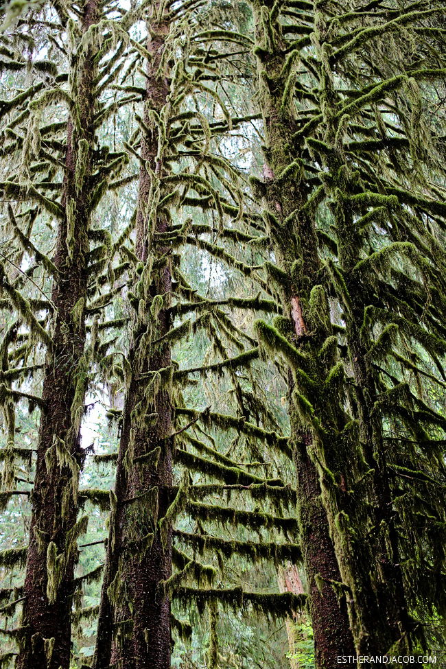 olympic national park moss trees. hoh rainforest. hoh rain forest. the olympic rainforest. hoh river rainforest. hoh rainforest washington. olympic national park wa