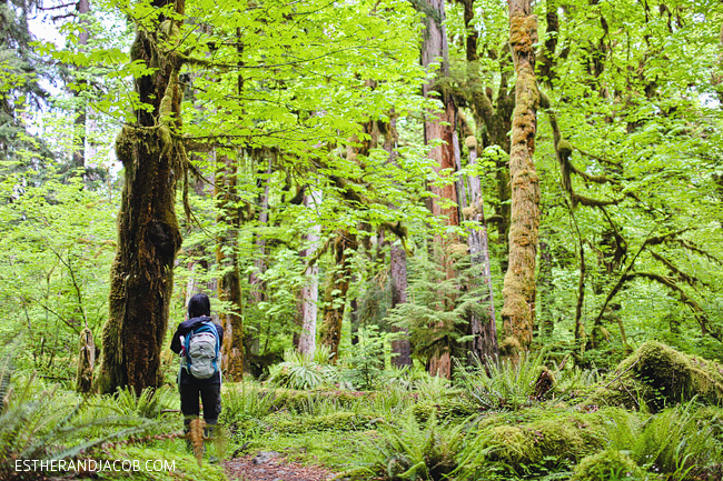 Olympic forest outlet hikes