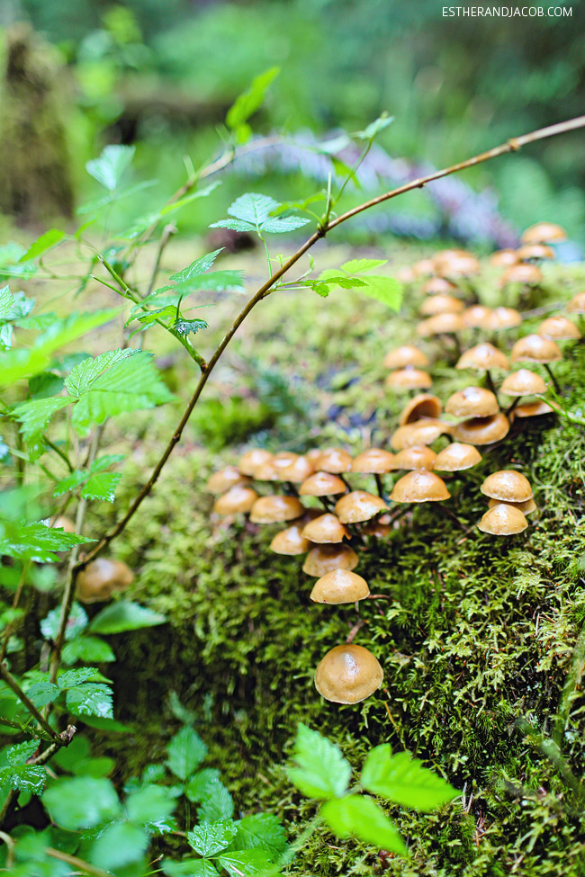 hiking in olympic national park mushrooms. hiking the hoh rainforest trail. hoh rain forest. the olympic rain forest. hoh river rainforest. hoh rainforest washington.