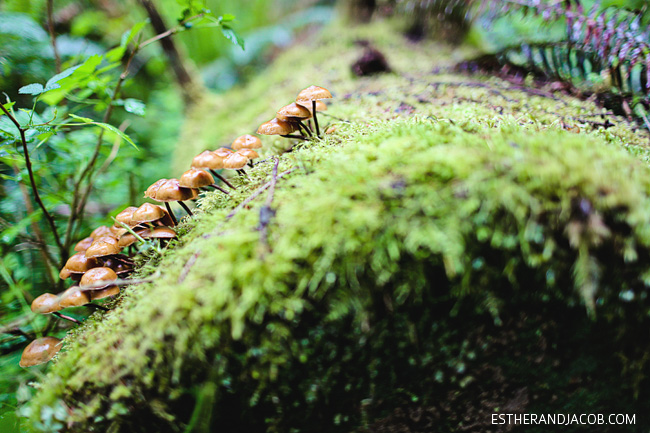 hiking in olympic national park mushrooms. hiking the hoh rainforest trail. hoh rain forest. the olympic rain forest. hoh river rainforest. hoh rainforest washington.