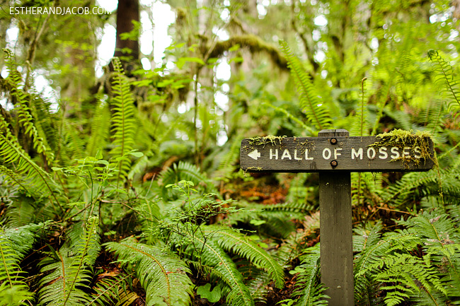 hall of mosses. rainforest washington. olympic national park pictures. olympic rainforest. rainforest in us. hiking in olympic national park.
