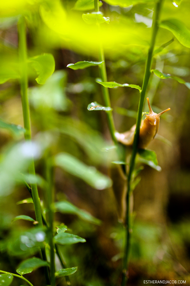 slugs in olympic national park. hall of mosses. rainforest washington. olympic national park pictures. olympic rainforest. rainforest in us. hiking in olympic national park.