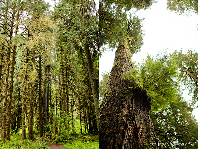 hall of mosses. rainforest washington. hiking in olympic national park pictures. trees in olympic rainforest. rainforest in us.