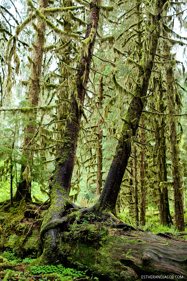 hall of mosses trees. rainforest washington. hiking in olympic national park pictures. trees in olympic rainforest. rainforest in us.