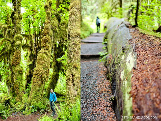 hall of mosses trees. rainforest washington. olympic national park pictures. trees in olympic rainforest. rainforest in us. hiking in olympic national park.