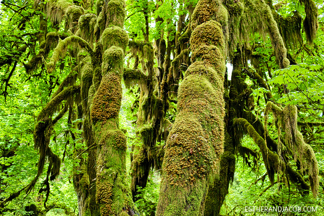 hall of mosses trees. rainforest washington. olympic national park pictures. trees in olympic rainforest. rainforest in us. hiking in olympic national park.