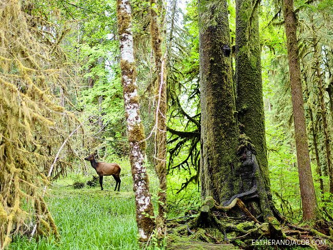 hall of mosses. rainforest washington. wildlife in olympic national park pictures. trees in olympic rainforest. rainforest in us. hiking in olympic national park.