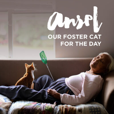 Ansel - Our Foster Cat For the Day.