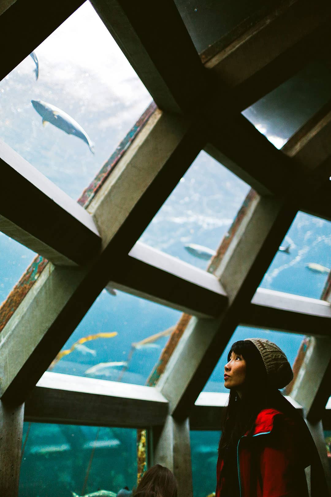 Seattle Aquarium - Your Guide to the Best Museums in Seattle + Seattle Museum Free Days