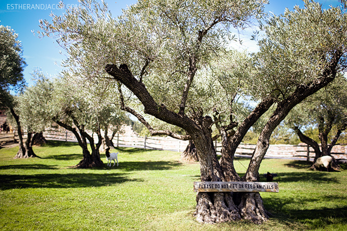 Napa Valley Wine Tasting | Castello di Amorosa Winery.