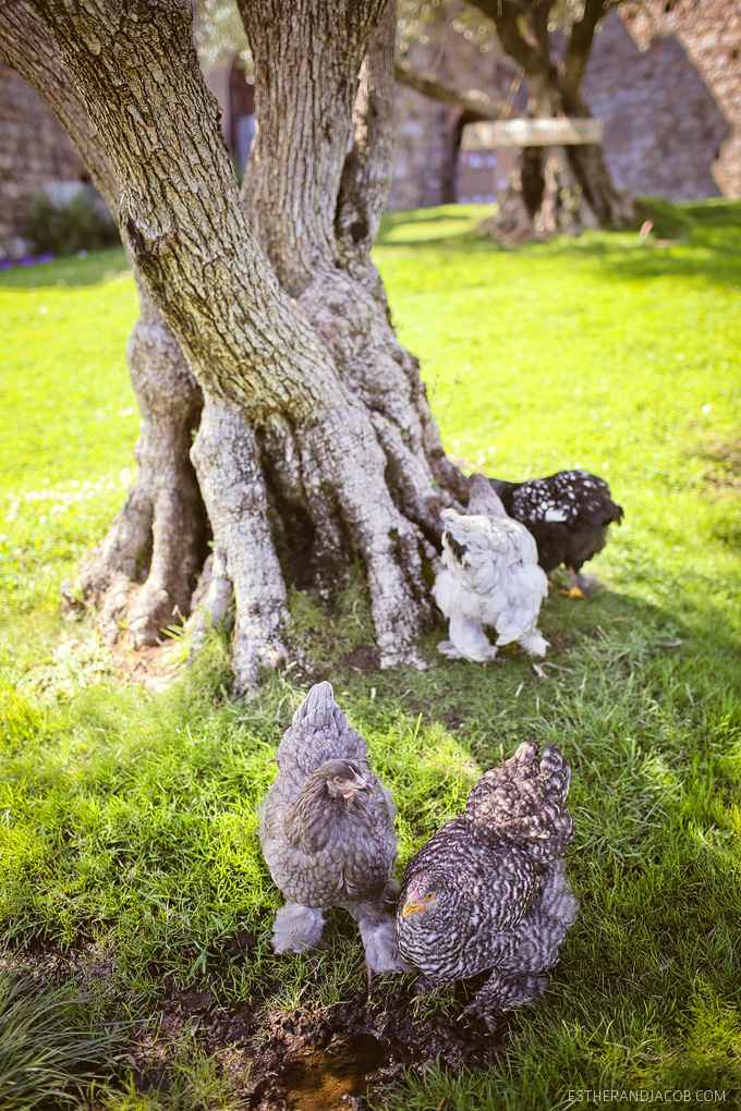 chickens with uggs on. a chicken with uggs on.