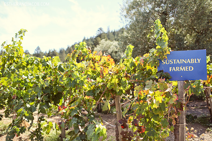 Napa Valley Wine Tasting | Castello di Amorosa Winery.