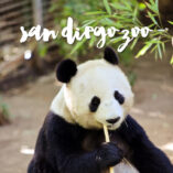 10 Best Tips for Navigating the San Diego Zoo