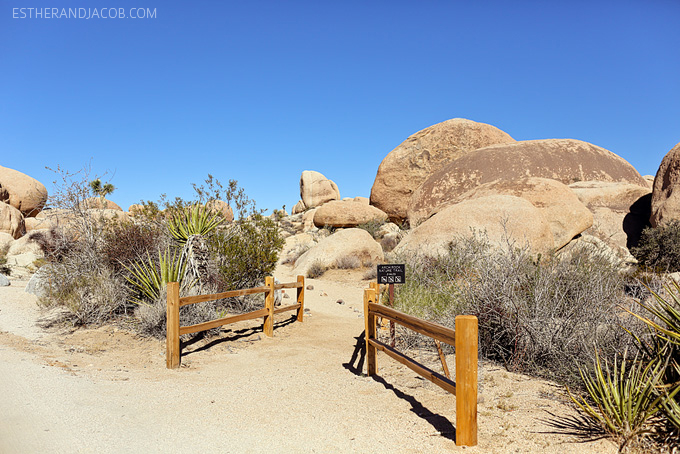 nature trails at joshua tree national park. joshua tree national park pictures. joshua tree national park california. joshua tree trails.