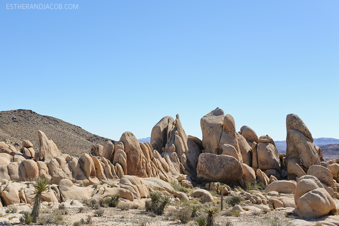 joshua tree national park pictures. joshua tree national park california. joshua tree park.