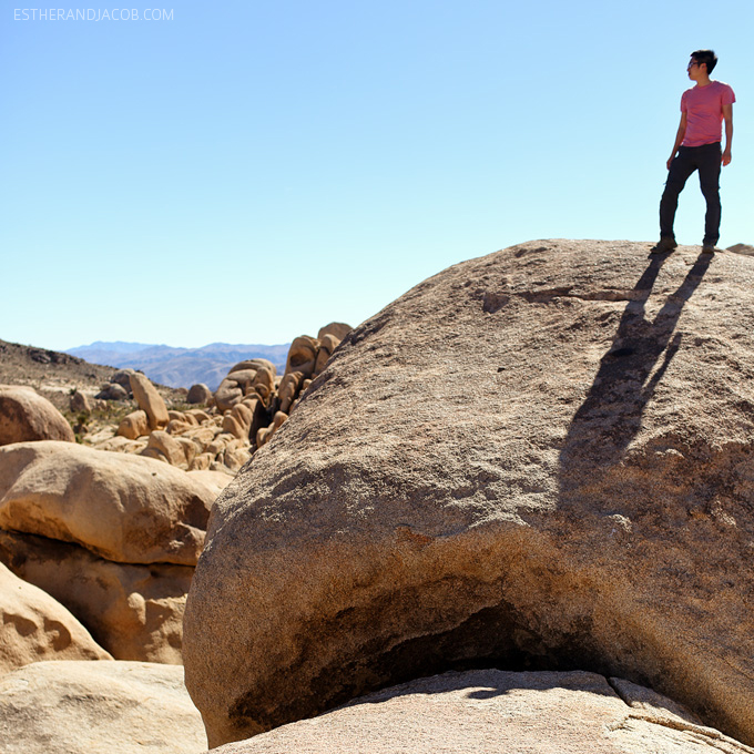 joshua tree national park california. joshua tree park.