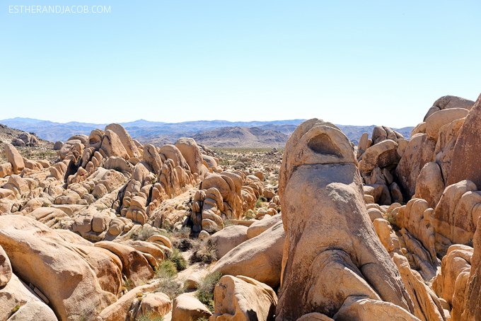 joshua tree national park pictures. joshua tree national park california. joshua tree park.