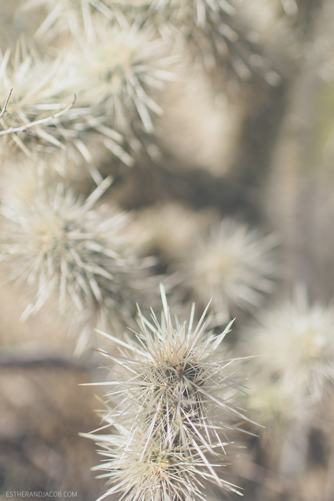 cactus at joshua tree national california. joshua tree park.