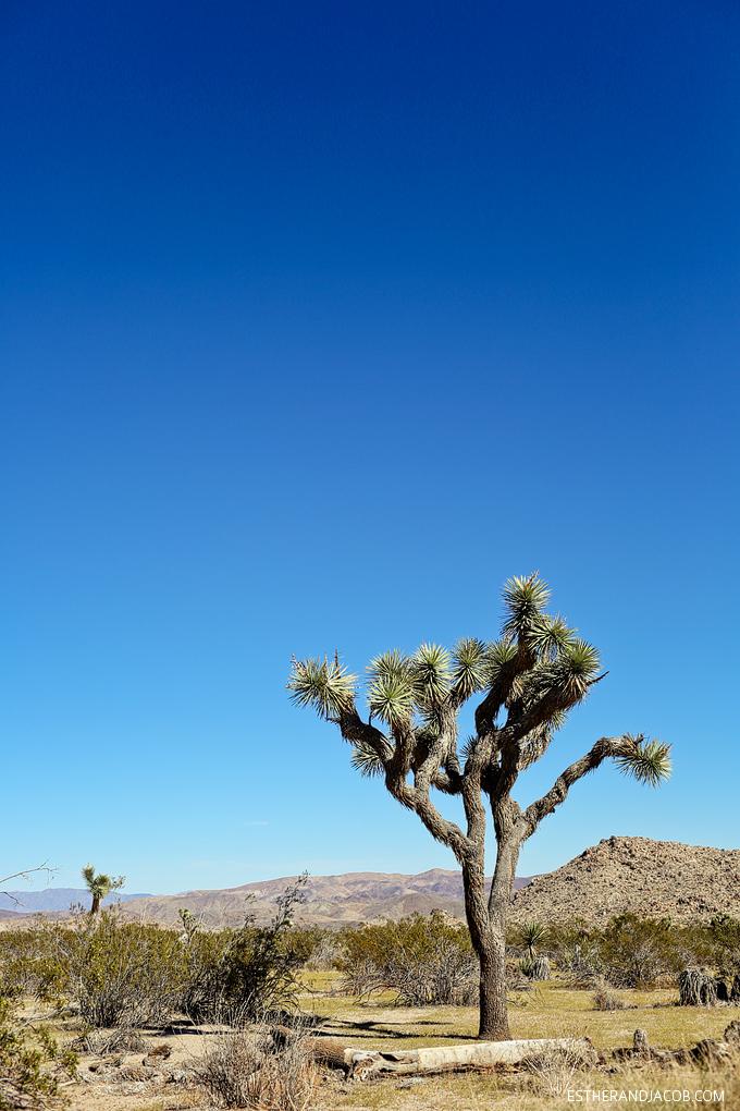 A photo of joshua trees at joshua tree national park california. Skull rock joshua tree np. joshua tree california. joshua tree park. the great outdoors.