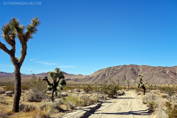 off roading in joshua tree national park. joshua tree park. joshua tree national. joshua tree park california. joshua tree photos. joshua tree nationalpark.