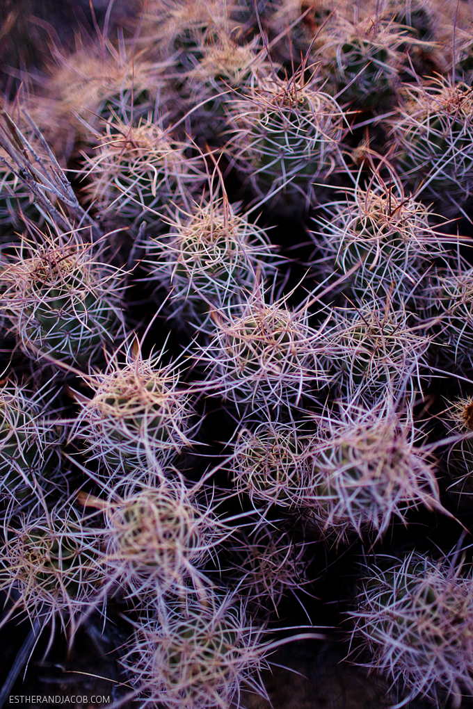 Hall of Horrors Joshua Tree NP. Picture of a joshua tree. Sunset at joshua tree photos. Cactus at Joshua tree pictures. Photos of sunset at joshua tree park.