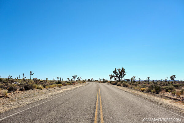 11 Amazing Things to Do in Joshua Tree National Park