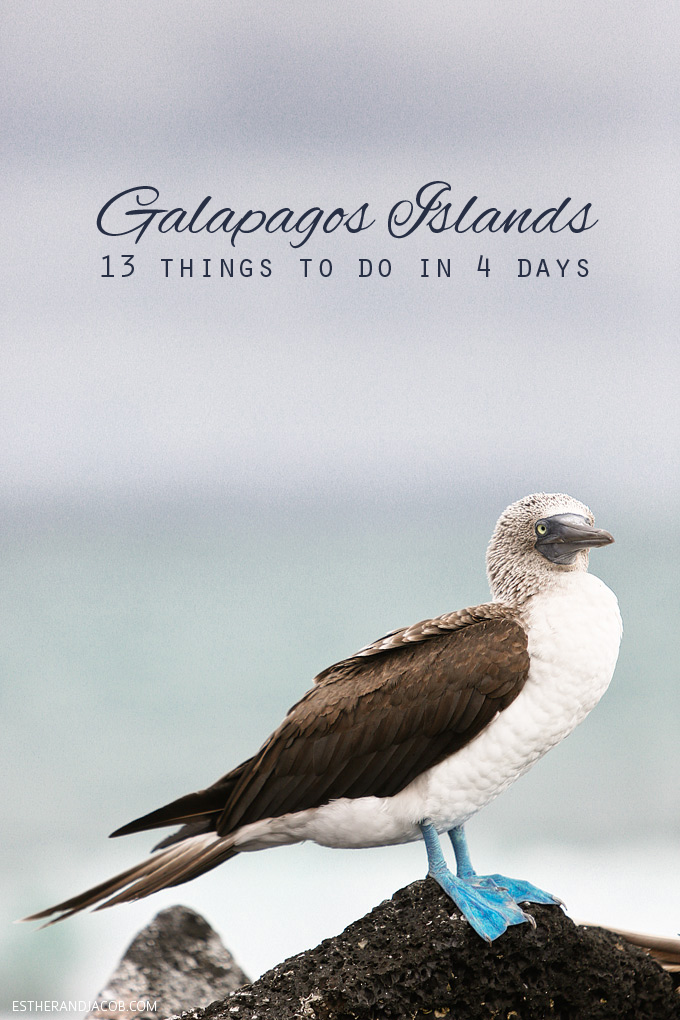 13 things to do in galapagos islands. attractions of the galapagos islands. Blue footed booby bird. blue-footed boobies! Blue footed boobie. blue-footed booby. blue foot booby.